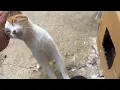 Download Lagu De moederpoes behandelt mij als een van haar kittens en laat mij naar ze kijken.