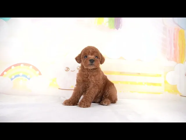 動画