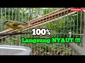 Download Lagu Pancingan SOGON BETINA crewet || dijamin Langsung bikin RESPON!!