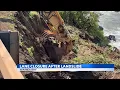 Lane closures at Waimea Bay underway as crews stabilize landslide-damaged slope