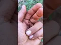 I found some pretty bugs