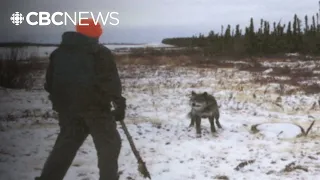 attacked and killed by wolves but could it have been prevented from the archives