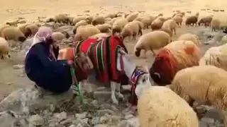 قاسم محمد  وأحلى  ربابة دندنها