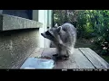 Trailcam 043 Racoon feeding at day part 9