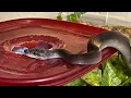 Does your Snake want to interact Yes or No Royals at the Ranch 17 March 2022