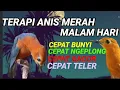 Download Lagu Burung Anis Merah Terapi Malam Hari  Suara Gemericik Air Cepat Ngeplong Gacor Teler 2022