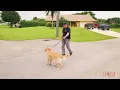 How to Stop Leash Pulling Now! Pro Tips for Success