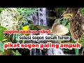 Download Lagu PIKAT ANAKAN SOGON RIBUT PALING AMPUH TERBARU | suara sogon anakan ribut