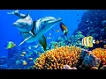 Relaxing Music For Stress Relief Anxiety and Depressive States Heal Mind Body and Soul
