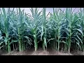 Download Lagu Tanam jagung Dengan Metode 6:1, Ternyata Bisa Panen 72 Ton