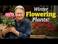 Lagu Top 5 Winter-Flowering Plants for Colour in the Cold