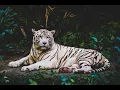 How to remove images background with Rembg using Python
