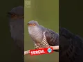 Download Lagu Waspada Kuntilanak, Suara Burung Langka Ini Bikin Merinding di Malam Hari!