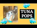 HOW TO MAKE TUNA POPSICLES FOR YOUR CAT SUMMER SNACK