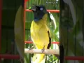 Kicau burung kutilang sutra #shorts