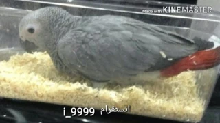 تعليم الببغاء كلمة   بسم الله   مكرر دندنها