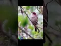good bird sound for smart bird stuffing #shorts #birds #wildlife #nature #suaraburungmasteran