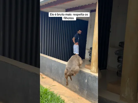 Ele respeita os filhotes