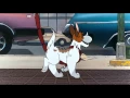 Download Lagu Oliver and Company - Why Should I Worry? (Blu-ray 1080p HD)