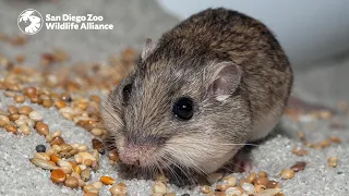 Milestones for a Mighty Mouse | San Diego Zoo Wildlife Alliance