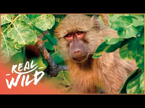 Download MP3 Zambia's Clever Golden Baboons | Real Wild