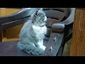 Funny Grumpy Cats Compilation Cats behave naturally Funny Cats s