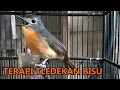 Download Lagu Suara Tledekan Gunung BETINA Nyiul - TERAPI Ampuh Burung Sulingan \u0026 Sikatan Bahan Agar Cepat Bunyi