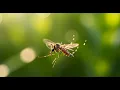 SFX / Bruitage - bruit moustique libre de droit / mosquito noise Sound Effect • 15s