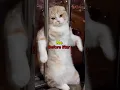 Download Lagu Me In Ramadan 🥲😂... #subscribe #like #cute #funny #shorts #catlover
