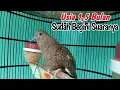 Download Lagu Suara Perkutut Cemani Prospek Usia 1.5 Bulan Sudah Belajar Bunyi