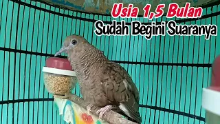 suara perkutut cemani prospek usia 1 5 bulan sudah belajar bunyi