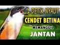 Download Lagu SUARA CENDET BETINA GACOR MEMANGGIL JANTAN AMPUH UNTUK PANCINGAN CENDET MANAPUN