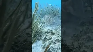 Hogfish snapper, changing colors in the Florida Keys. #shorts #scubadiving #sailingbyefelicia