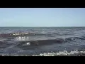 Miami Beach Today - Sargassum Water Clarity Beach Conditions Aug 15 2026
