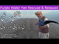 Purple Water Hen Rescued And Released | Jamni Pani Ki Murghi Ki Rehai | Releasing Reduced Birds