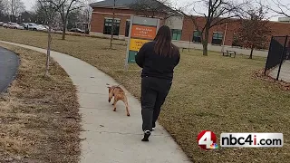 Adoptable dogs in Ohio Alister