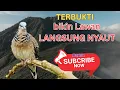Lagu Perkutut Lokal Gacor Suara Besar Pancingan Burung Perkutut Agar Cepat Bunyi.