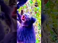 Lagu bandar ki awaaz 🐒|| funny video 🤣|| #ldcrazy #funny #trending #comedy #shorts #bandar #monkey