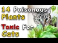 14 Common Houseplants Toxic To CATS PETS