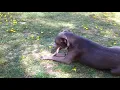 dobermann amstaff mix - amstaff shepherd mix