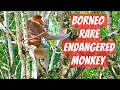 Download Lagu 🇲🇾 Bako National Park Solo Backpacking | Hiking Sarawak’s Oldest National Park