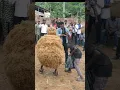 Download Lagu Umuabi Udi Spectacular Dancing Masquerades! | Best of Enugu Culture | #EnuguMasquerades