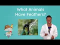 Download Lagu What Animals Have Feathers? - Learning About Birds