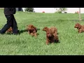 Mini Poodle Puppies For Sale