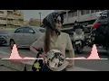 Download Lagu LAGU JOGET TERBARU SESAYANG INI KAU TIPU JUA 2025 NEW REMIX FULLBASS