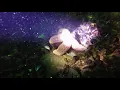 Sea Girt Reef June 2018