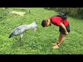 Lagu The Funniest ANIMALS of 2026 🤣 New UPDATE Funny Animal Videos