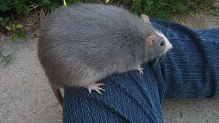 I put Robotnik s theme over a thicc rat