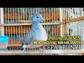 Perkutut Betina memanggil jantan Suara bersahutan perkutut lokal gacor , Ampuh untuk PANCINGAN
