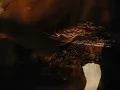 CENOBIA - CONSTELLATION (Official Visualizer)